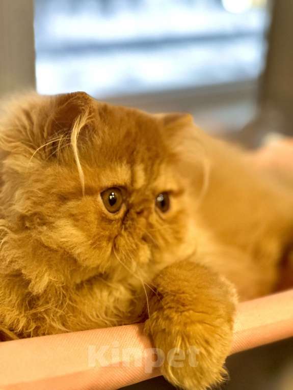 Кошки в Сургуте: Персидские котята  Мальчик, 25 000 руб. - фото 3