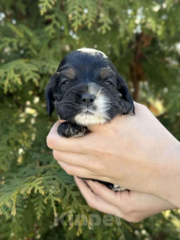 Собаки в Пскове: Американский Кокер Спаниель Девочка, 30 000 руб. - фото 4