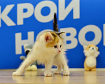 Кошки в других городах Московской области: Нашла грудничков в мусорном баке и выходила их Девочка, Бесплатно - фото 4