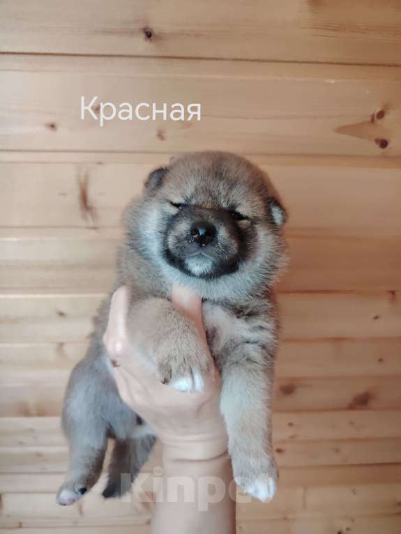 Собаки в Москве: Прекрасные щенки породы Сиба Девочка, 15 000 руб. - фото 1