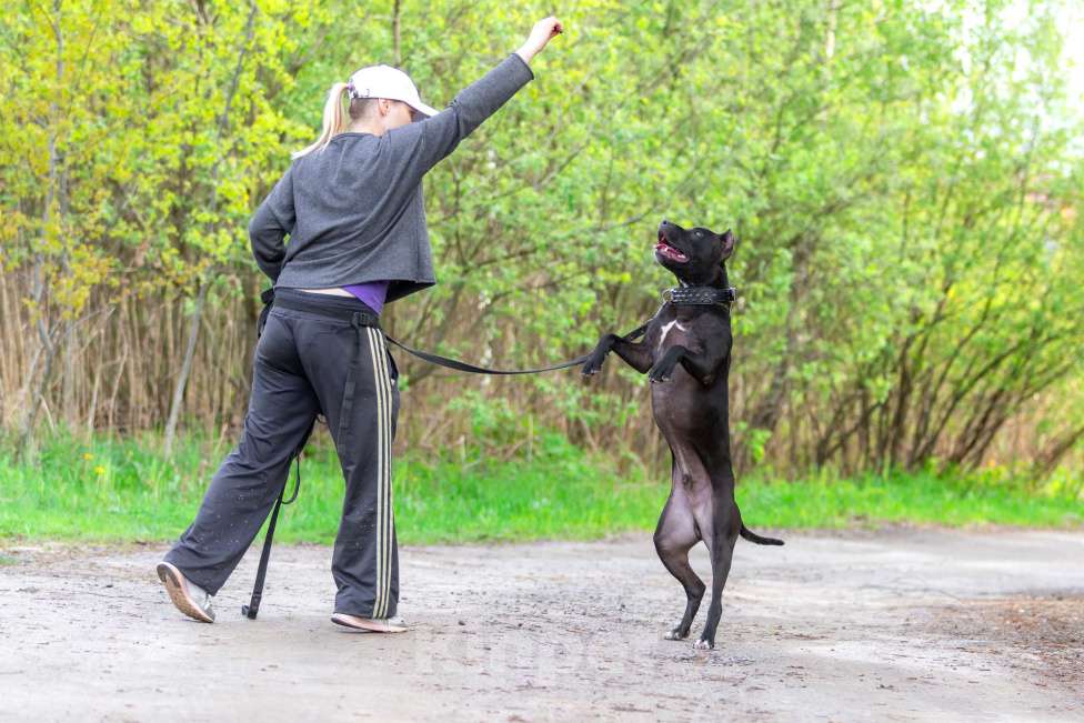 Собаки в Москве: Веном в добрые руки Мальчик, Бесплатно - фото 5