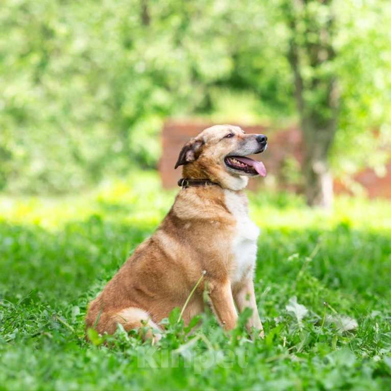 Собаки в других городах Московской области: Буся - путешественница Девочка, 1 руб. - фото 8