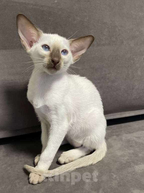 Кошки в Москве: Ориентальный котенок Мальчик, 50 000 руб. - фото 1