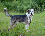Собаки в Солнечногорске: В добрые руки Мальчик, Бесплатно - фото 3