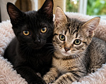 Кошки в Лобне: Котята ищут дом Мальчик, Бесплатно - фото 1