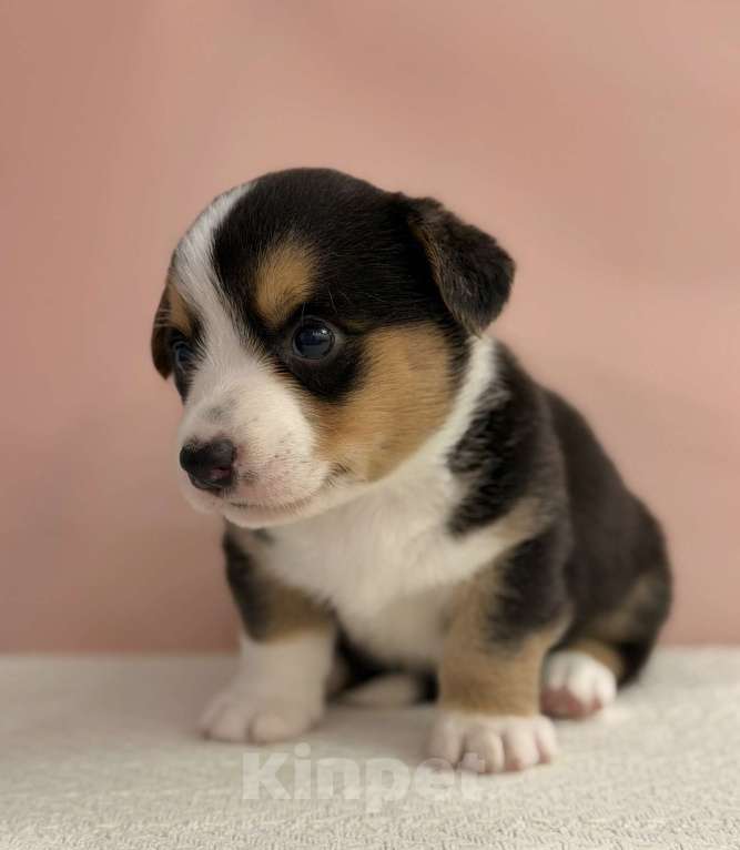 Собаки в Москве: корги щенок мальчик Мальчик, 80 руб. - фото 1