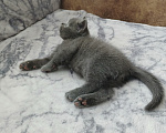 Кошки в Арзамасе: Продаю шотландского прямоухого котика Мальчик, 5 000 руб. - фото 8