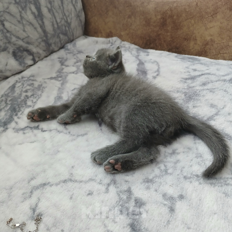 Кошки в Арзамасе: Продаю шотландского прямоухого котика Мальчик, 5 000 руб. - фото 8