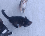 Кошки в других городах Крыма: Котята даром Девочка, Бесплатно - фото 2