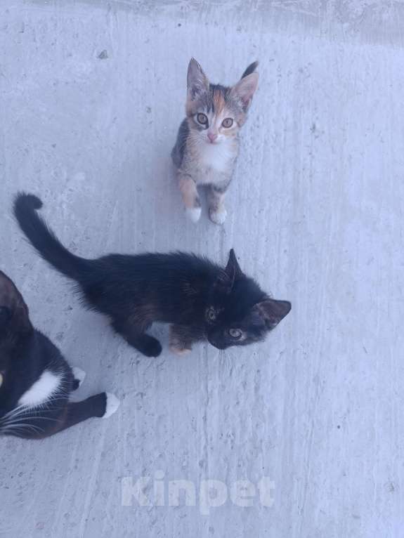 Кошки в других городах Крыма: Котята даром Девочка, Бесплатно - фото 2