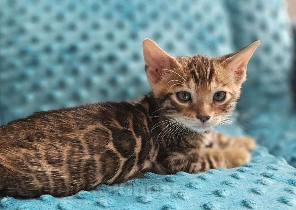 Кошки в Москве: Бенгальский котенок Мальчик, 50 000 руб. - фото 2