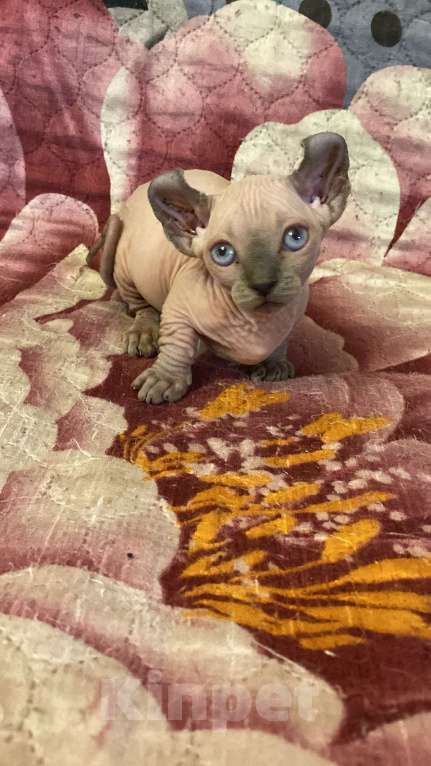 Кошки в Екатеринбурге: Канадский сфинкс двэльф мальчик Мальчик, 65 000 руб. - фото 2