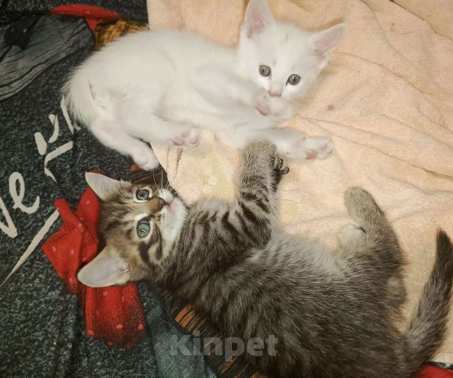 Кошки в Санкт-Петербурге: В добрые руки Девочка, Бесплатно - фото 2