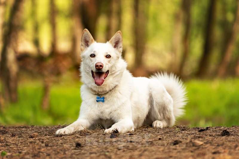 Собаки в Москве: Красавчик Амир в добрые руки. Мальчик, Бесплатно - фото 6