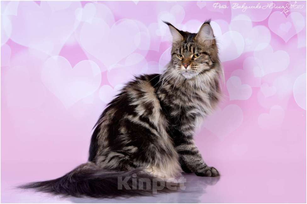 Кошки в Краснодаре: Котята мейн кун серебрянные Девочка, 45 000 руб. - фото 8