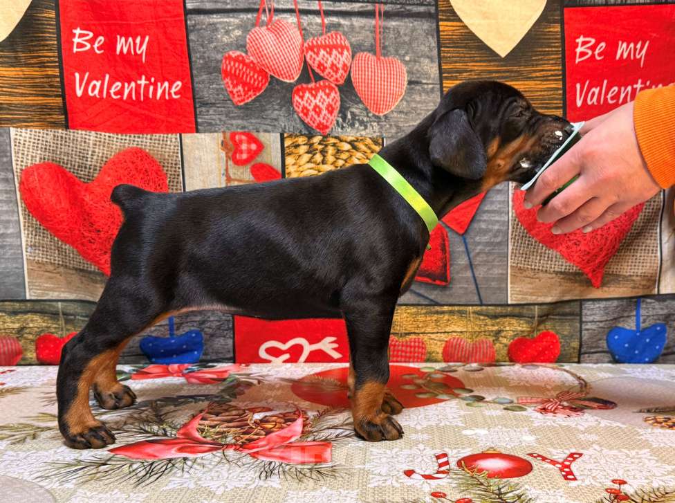 Собаки в Белгороде: Породные щенки добермана Девочка, 90 000 руб. - фото 2