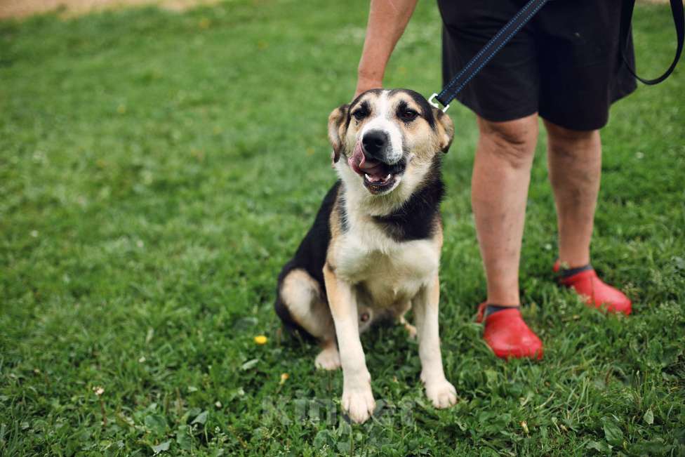 Собаки в Москве: Дарвин Мальчик, Бесплатно - фото 5