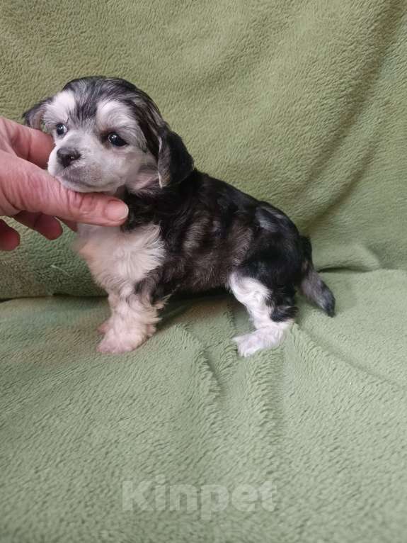 Собаки в Санкт-Петербурге: Серебристая крпсотка Девочка, 45 000 руб. - фото 4