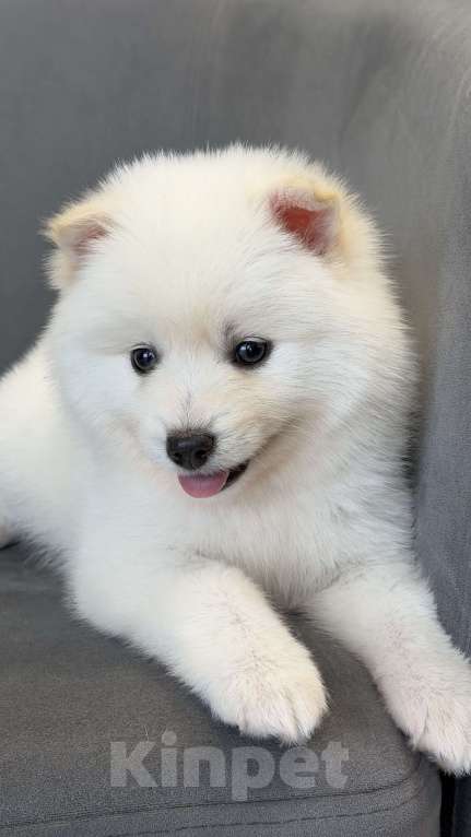 Собаки в Санкт-Петербурге: Мальчик помски Мальчик, 40 000 руб. - фото 3