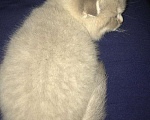 Кошки в Зеленограде: Кот на вязку, 2 000 руб. - фото 7