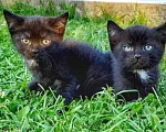 Кошки в Раменском: Очаровательные котята в поиске дома  Мальчик, Бесплатно - фото 2