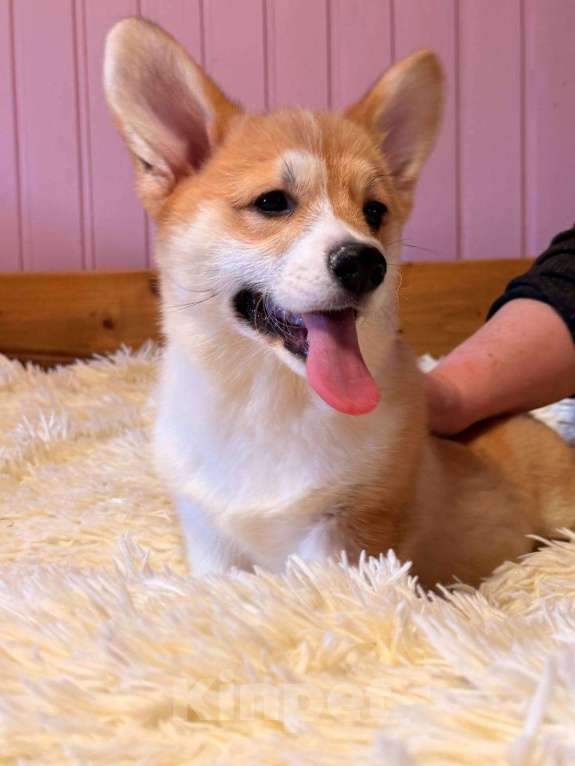 Собаки в Москве: Щенки Вельш корги Пемброк Мальчик, 55 000 руб. - фото 1