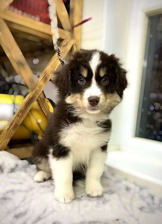 Собаки в Борисоглебске: Продажа свободных щенков  Девочка, 100 000 руб. - фото 2