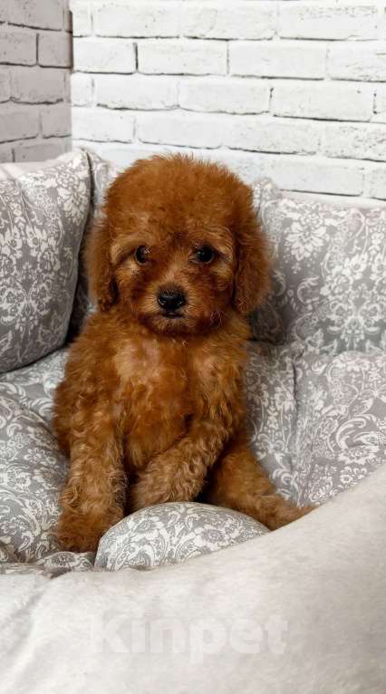 Собаки в Москве: Мальчик той пудель микро Мальчик, 80 000 руб. - фото 2