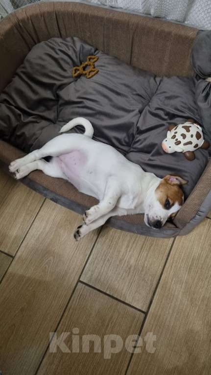 Собаки в Москве: Джек Рассел в добрые руки Девочка, 10 руб. - фото 5