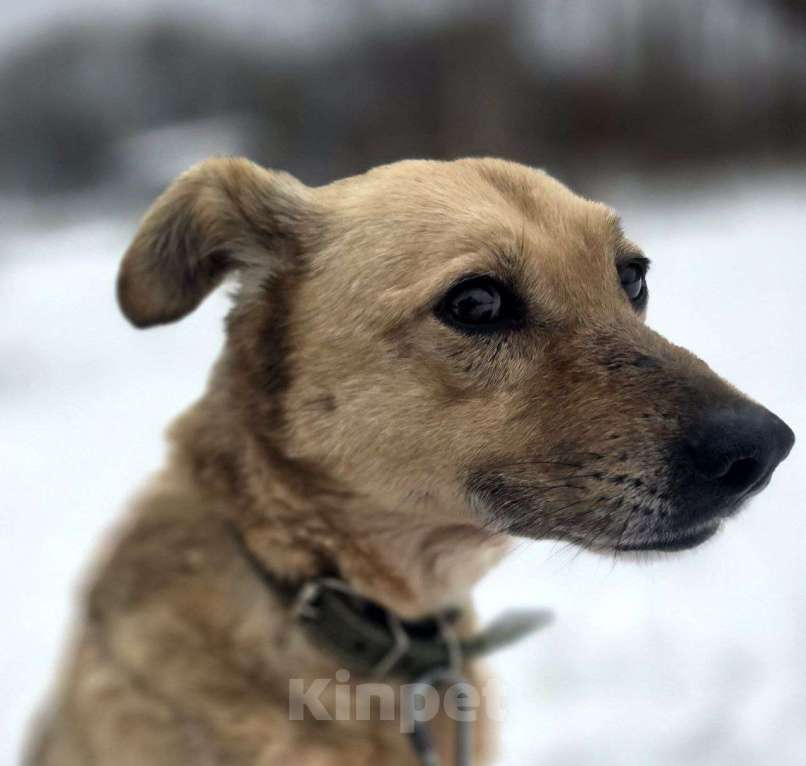 Собаки в Королеве: Мушка. 9 долгих лет в приюте! Девочка, Бесплатно - фото 6