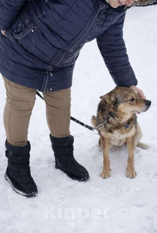 Собаки в Москве: Малышка Вера ищет дом Девочка, Бесплатно - фото 6