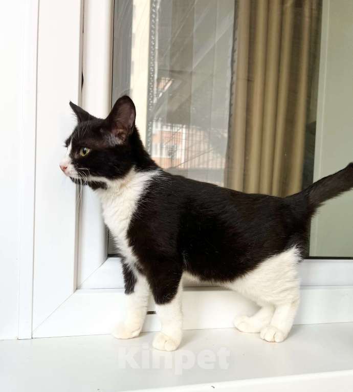 Кошки в Москве: Котенок Ляля - идеальный по характеру ребенок в добрые руки Девочка, Бесплатно - фото 3