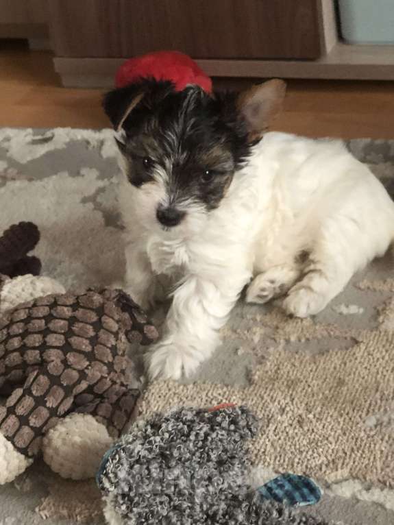 Собаки в Солнечногорске: Пушистики Девочка, 45 000 руб. - фото 2