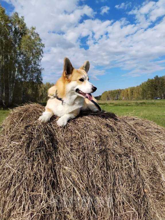 Собаки в Омске: Готов к вязке г. Омск Мальчик, Бесплатно - фото 2
