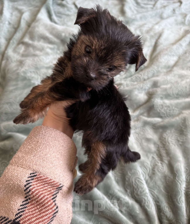 Собаки в Москве: Щенок йоркширский терьер  Девочка, 28 000 руб. - фото 2