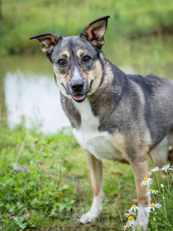 Собаки в Солнечногорске: Фея в добрые руки Девочка, Бесплатно - фото 3