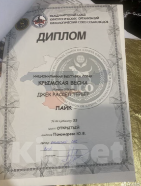 Собаки в Симферополе: Вязка с бело-черным Джек Расселом  Мальчик, Бесплатно - фото 6