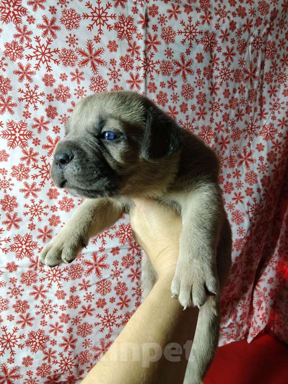 Собаки в других городах Краснодарского края: Кане-Корсо, щенок Мальчик, 30 000 руб. - фото 8