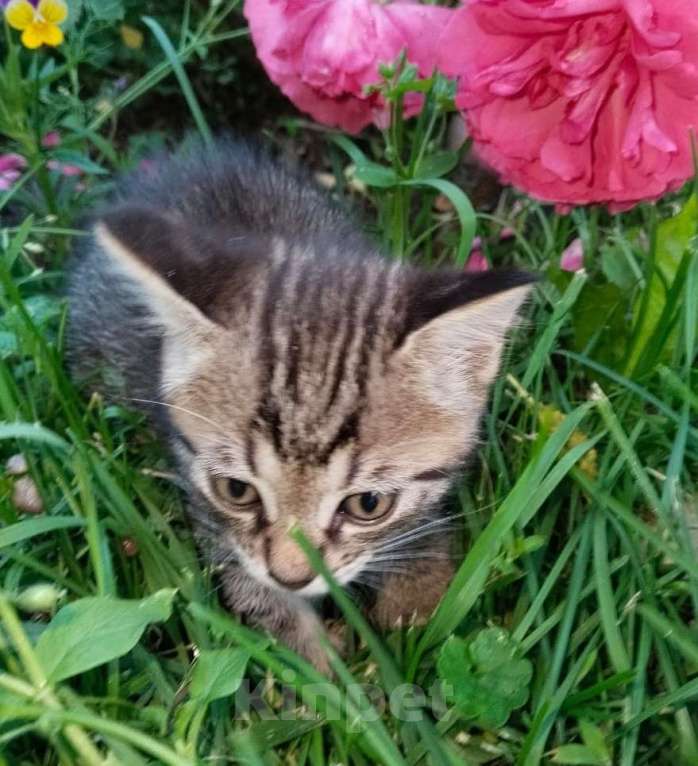 Кошки в Москве: Котенок полосатик в дар Мальчик, Бесплатно - фото 2
