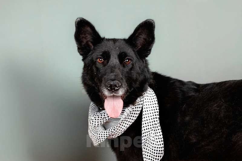 Собаки в Москве: Небольшая черная собачка Эльза в добрые руки Девочка, 1 руб. - фото 2