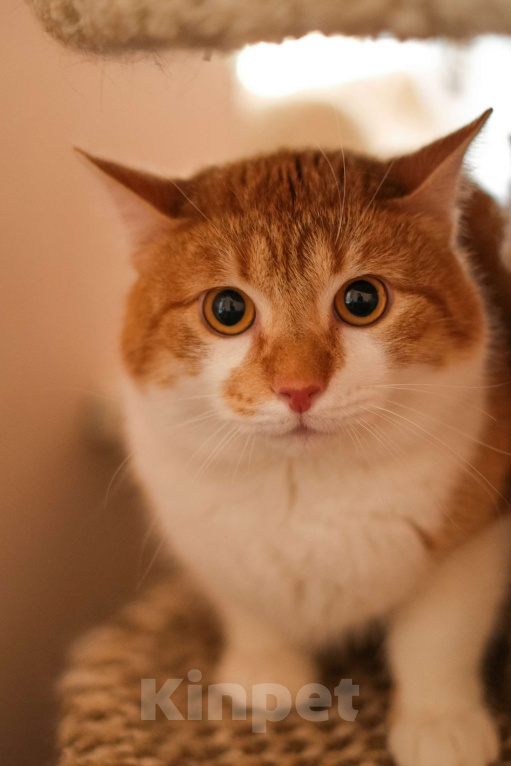 Кошки в Санкт-Петербурге: Котик Рыжик из приюта в добрые руки Мальчик, Бесплатно - фото 1