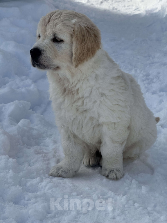 Собаки в других городах Челябинской области: Золотистый ретривер Мальчик, 90 000 руб. - фото 2