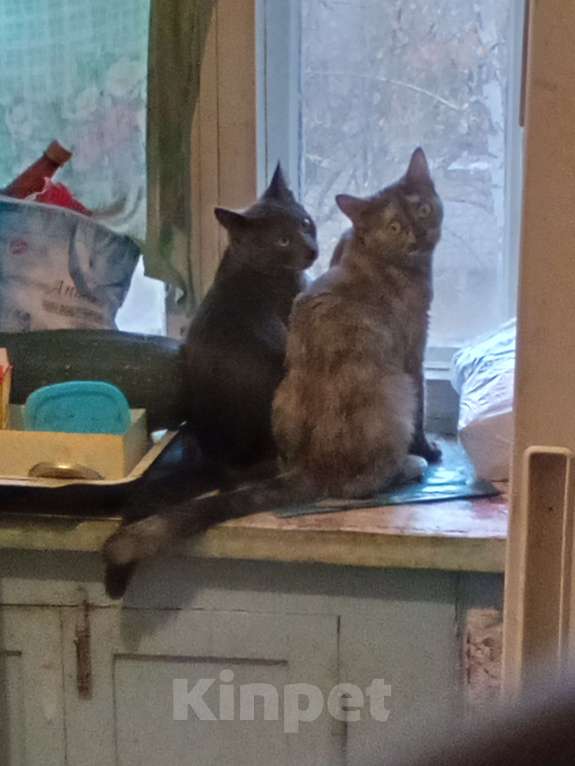 Кошки в Нижнем Новгороде: Котенок девочка Девочка, Бесплатно - фото 3