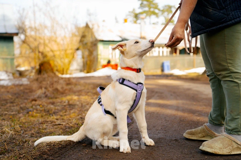 Собаки в Красногорске: Щенок Афина 4 месяца ищет дом Девочка, Бесплатно - фото 3