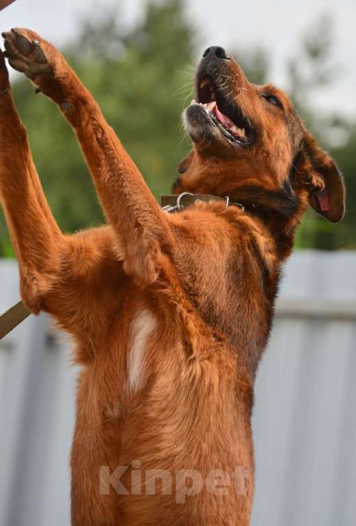 Собаки в Воронеже: Верный пёс в добрые руки  Мальчик, Бесплатно - фото 5