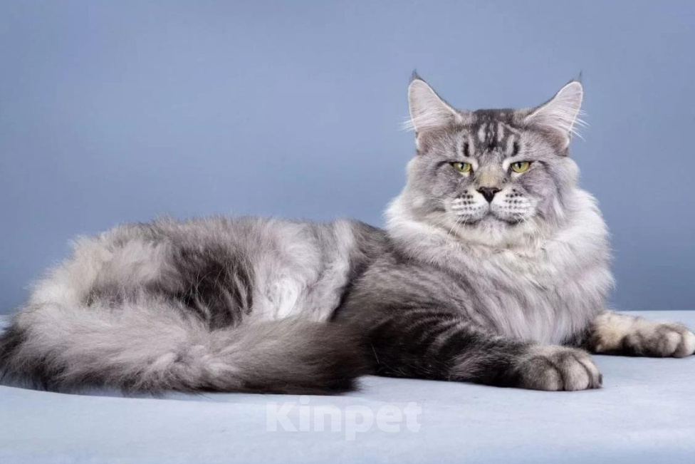 Кошки в Санкт-Петербурге: Котенок мейн-кун полидакт Мальчик, 40 000 руб. - фото 6