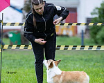 Собаки в Балашихе: Вязка Вельш Корги Пемброк Мальчик, Бесплатно - фото 2