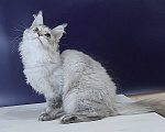 Кошки в Уфе: Котенок мейн-кун Девочка, 25 000 руб. - фото 7