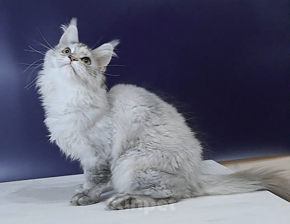 Кошки в Уфе: Котенок мейн-кун Девочка, 25 000 руб. - фото 7