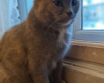 Кошки в Нижнем Новгороде: Красивая и ласковая кошка ищет постоянный дом Девочка, 10 руб. - фото 3